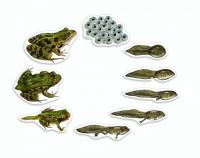 Лягушка. Жизненный цикл (магнитный)