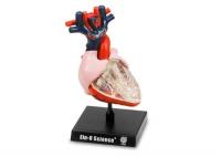 Занимательная анатомия: Сердце