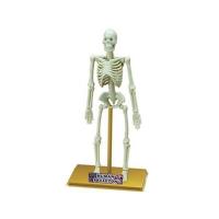 Наглядное пособие "Скелет человека"