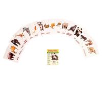 Карточки обучающие "Животные жарких стран" (16 шт.)